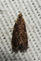 Dichrorampha leopardana