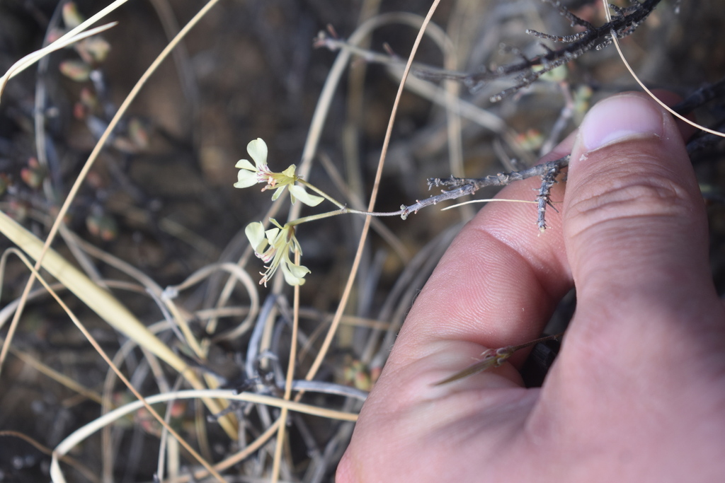 Pelargonium karooicum; photograph (c) Justin Ponder, some rights reserved (CC BY)