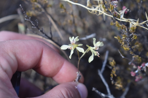 Karoo storksbill (Pelargonium karooicum)