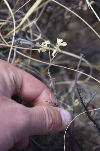Image of Pelargonium karooicum by (c) Justin Ponder, some rights reserved (CC BY)