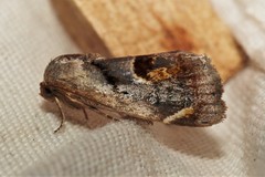 Tarache terminimaculata