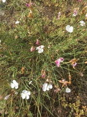 Dianthus cretaceus
