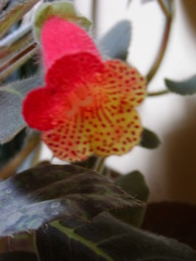 Gesnerieae