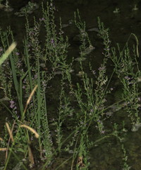 Lythrum ovalifolium
