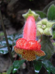 Gesnerieae