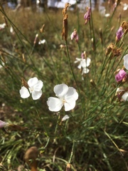 Dianthus cretaceus