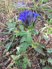 Gentiana septemfida