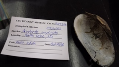 Utterbackiana implicata