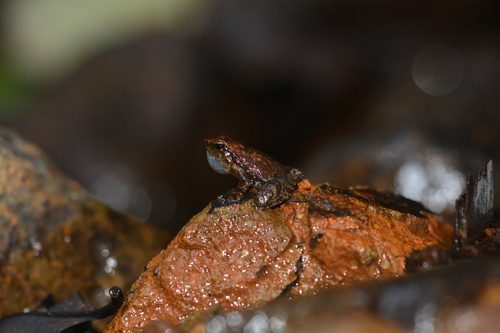 Amboli Torrent Frog, Micrixalus uttaraghati
