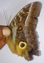 Caligo idomeneus