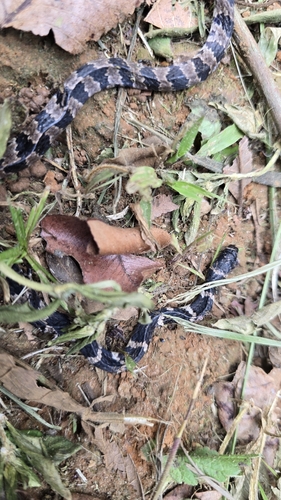 Brazilian Slug-eating Snake