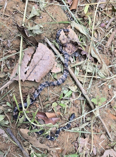 Brazilian Slug-eating Snake