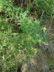 Ludwigia pilosa
