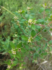 Ludwigia pilosa