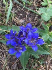 Gentiana septemfida