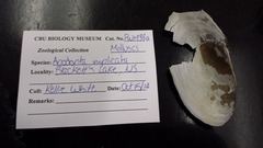 Utterbackiana implicata