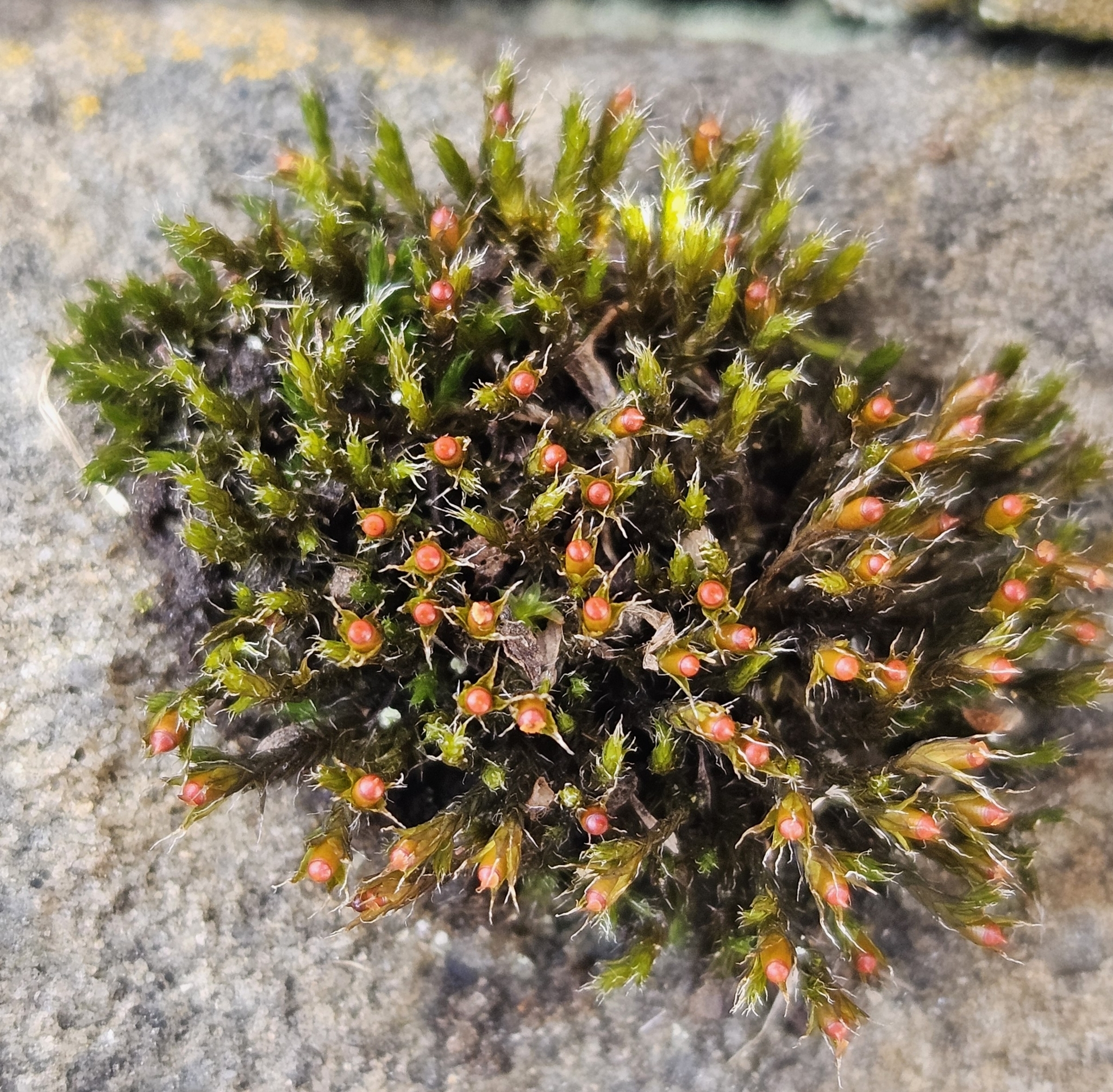 Schistidium crassipilum