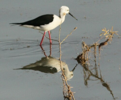 Black-winged Stilt