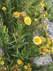 Limbarda crithmoides