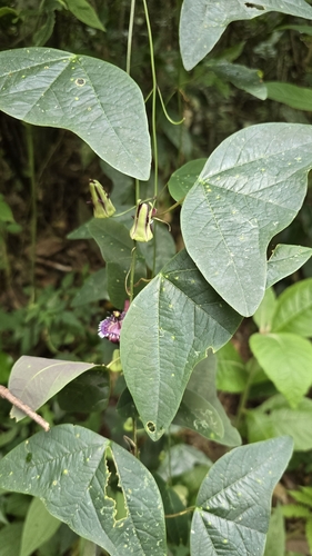 Passiflora porophylla, photograph 4