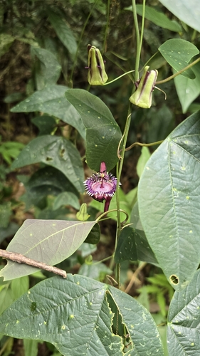 Passiflora porophylla, photograph 3