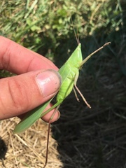 Neoconocephalus robustus