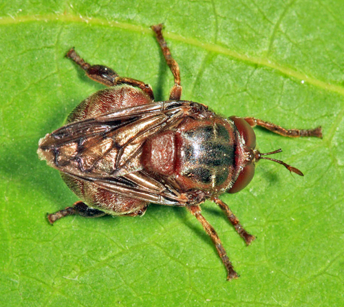 Microdon Broad-footed Ant Fly (Microdon abditus) · iNaturalist