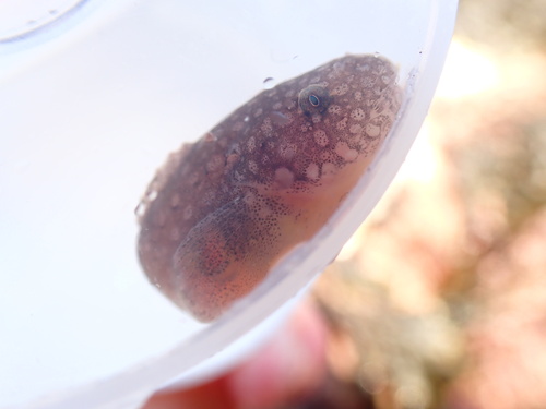 Montagu's seasnail (Liparis montagui) — Liparidae — 4