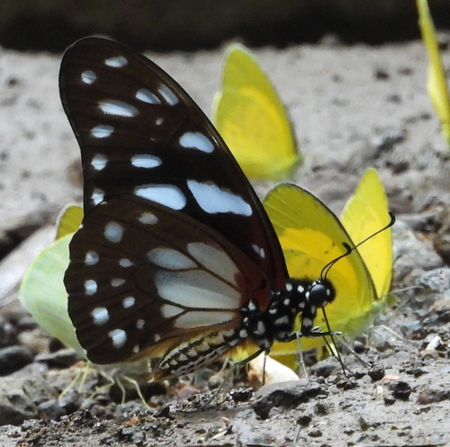 Veined Swallowtail