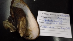 Utterbackiana implicata