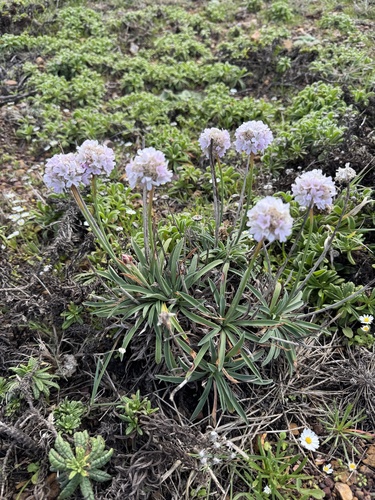 Armeria beirana