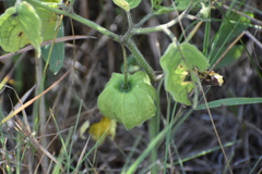 Physaleae