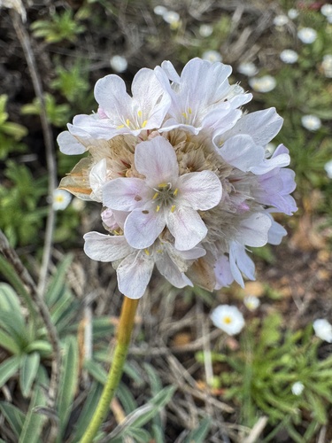Foto de Armeria beirana