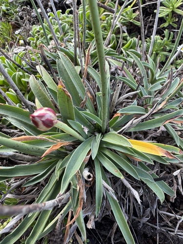 Foto de Armeria beirana