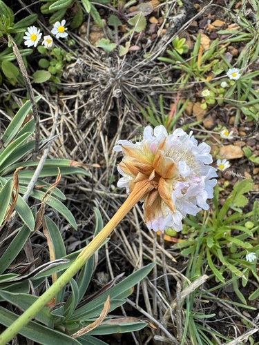 Foto de Armeria beirana