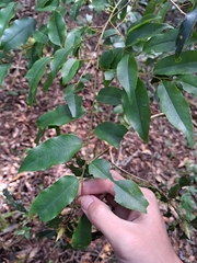 Embelia vestita