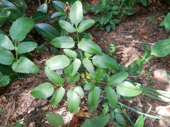 Ligusticum canadense
