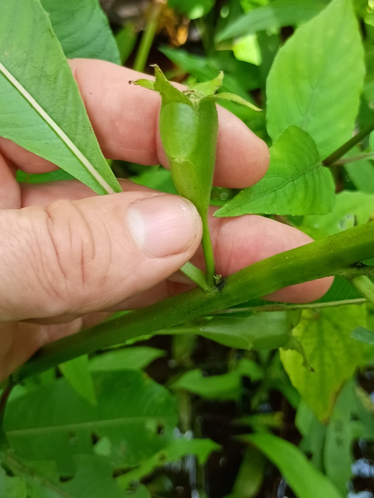 Ludwigia foliobracteolata