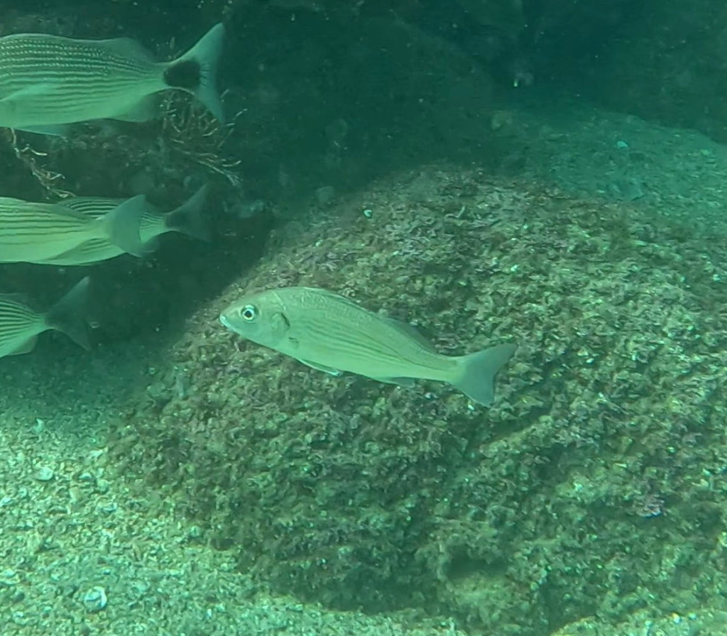 Elongate grunt (Haemulopsis elongatus) — Haemulidae