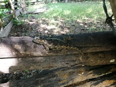 Sceloporus melanorhinus