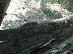 Sceloporus melanorhinus