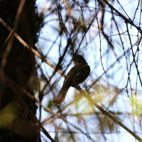 Highland Elaenia (Elaenia obscura), photo 5