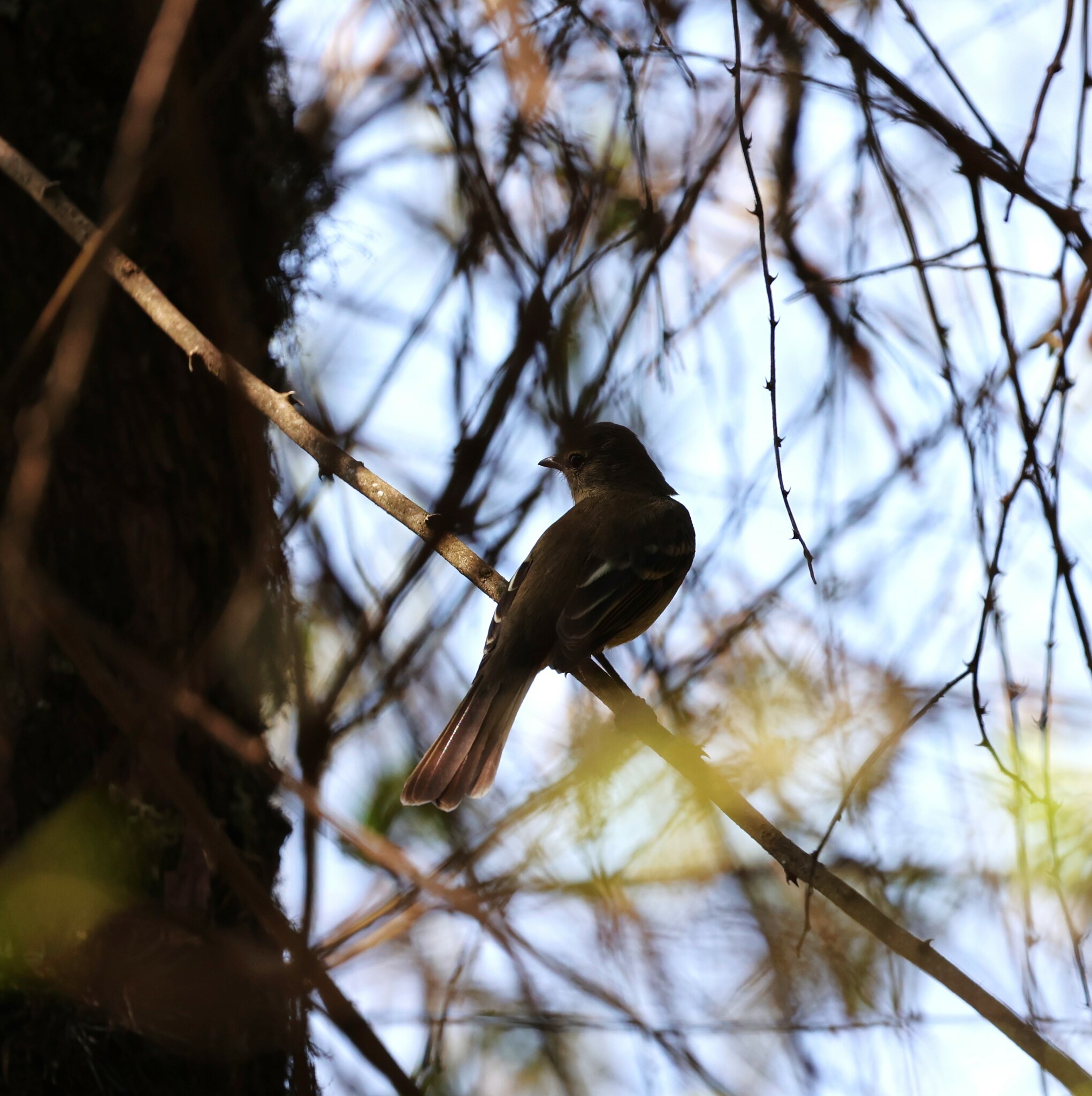 Highland Elaenia (Elaenia obscura), photo 6