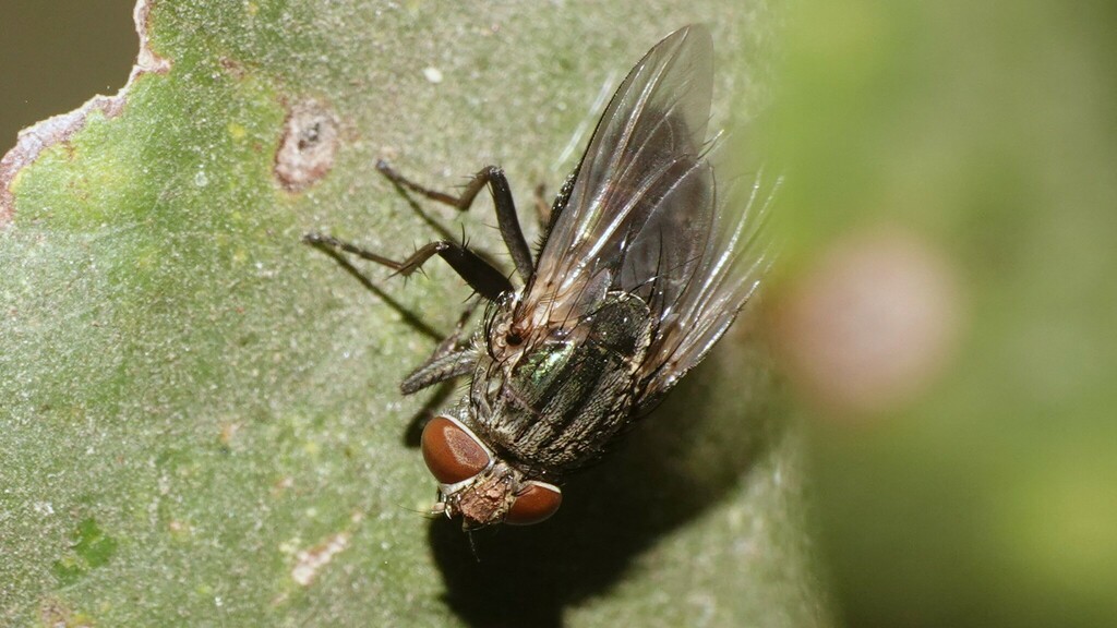 Bot Flies, Blow Flies, and Allies from SGNP NIC, Borivali, Mumbai ...