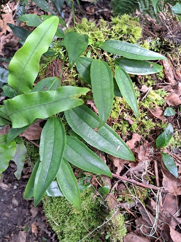 Smilax lanceifolia (Smilax lanceifolia)