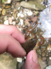 Cambarus carinirostris
