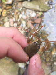 Cambarus carinirostris