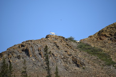 Ovis dalli