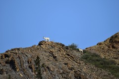 Ovis dalli