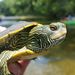 Northern Map Turtle - Photo (c) Matthew Friant, some rights reserved (CC BY-NC), uploaded by Matthew Friant
